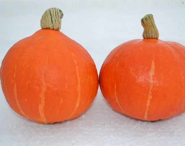 Orange Kuri winter squash maxima image####