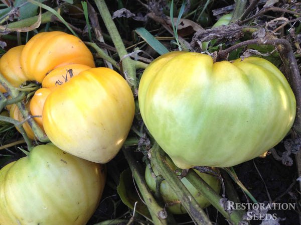 Orange Strawberry tomato image####