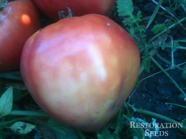 Orange Strawberry tomato image####