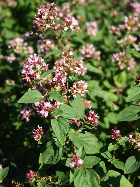 oregano  Restoration Seeds