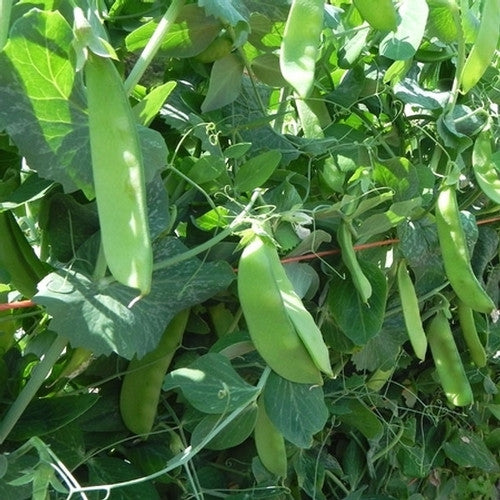 Oregon Sugar Pod II pea image####