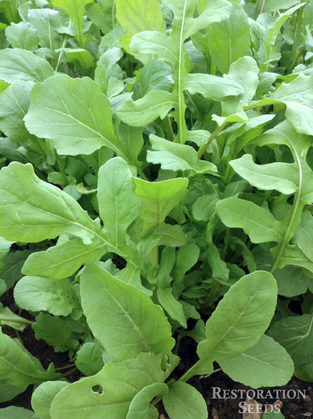 Ortolani arugula image####