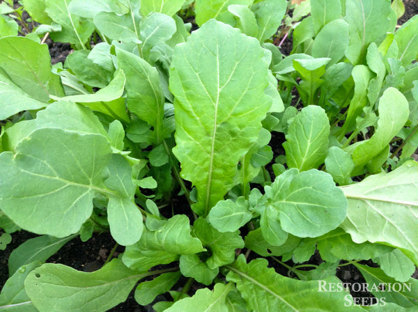 Ortolani arugula image####