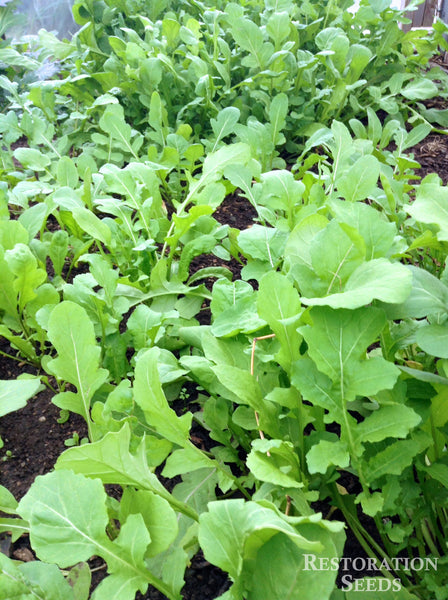 Ortolani arugula image####