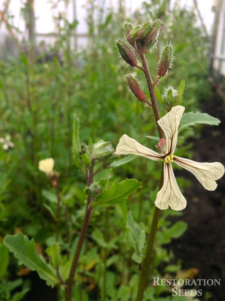 Ortolani arugula image####