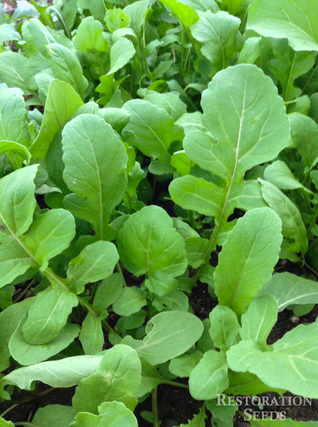 Ortolani arugula image####