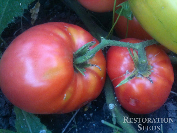 Oxheart tomato image####