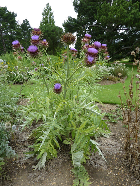 planting cardoon seeds Cardoon