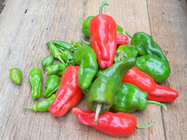 Padrón pepper, sweet image####
