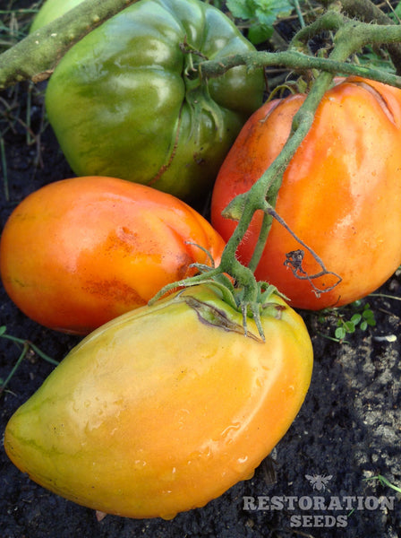 Palestinian tomato image####