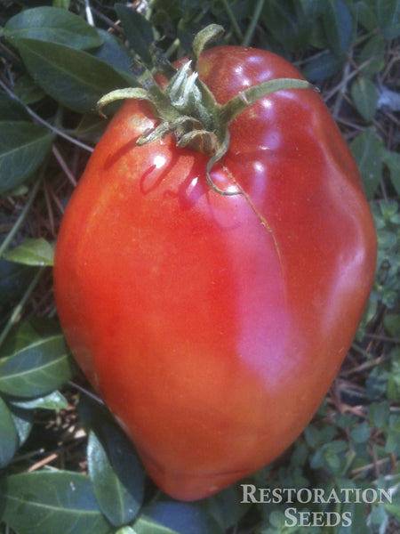 Palestinian tomato image####