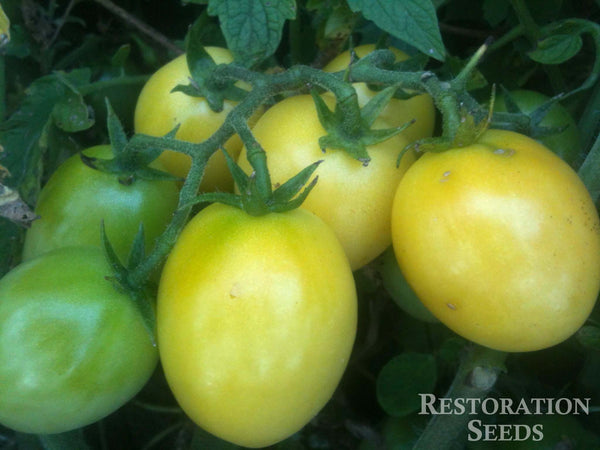 Pale Yellow Egg tomato image####