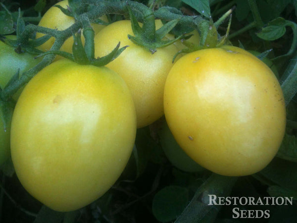 Pale Yellow Egg tomato image####