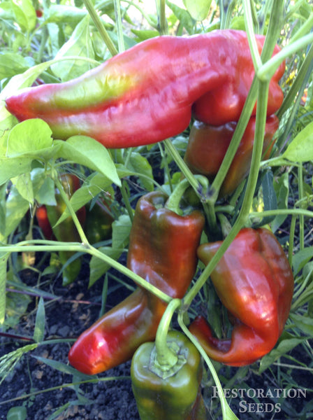 Pantos pepper, sweet image####