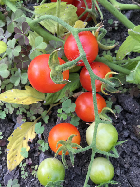 Peacevine Cherry tomato image####