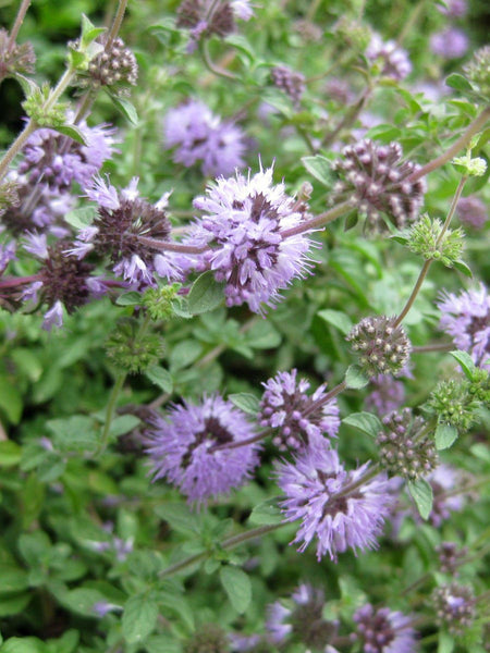 pennyroyal image##Photo: Raffi Kojian##http://www.gardenology.org/wiki/Main_Page