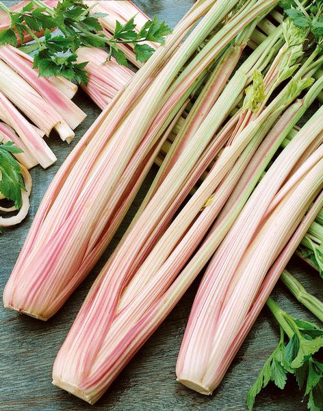 Peppermint Stick celery image####