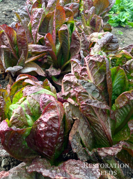 Petite Rouge lettuce image####