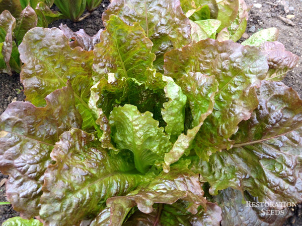 Petite Rouge lettuce image####