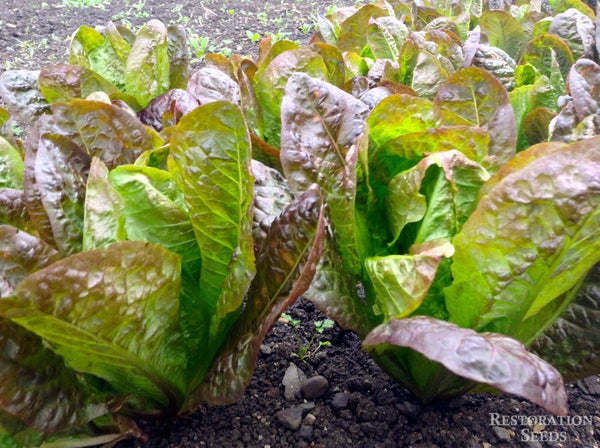 Petite Rouge lettuce image####