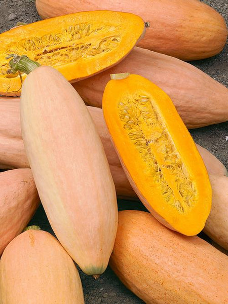 Pink Banana winter squash maxima image####