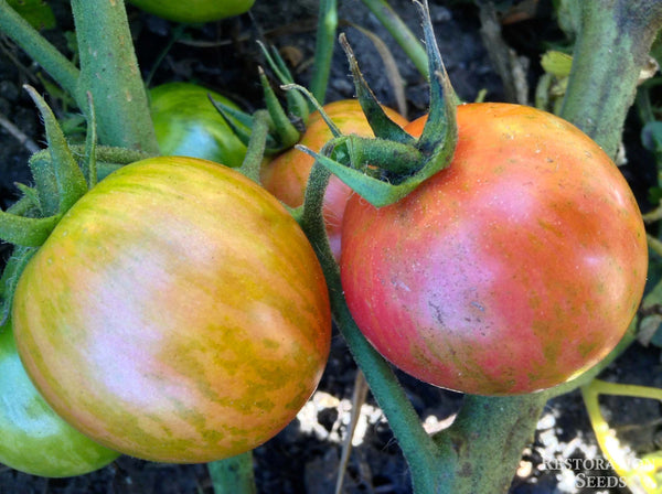Pink Bumble Bee tomato image####