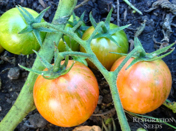Pink Bumble Bee tomato image####