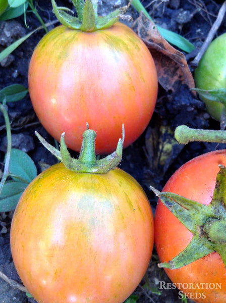 Pink Bumble Bee tomato image####