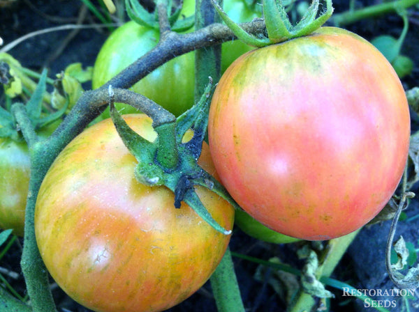 Pink Bumble Bee tomato image####