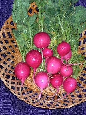 Pink Celebration radish image####