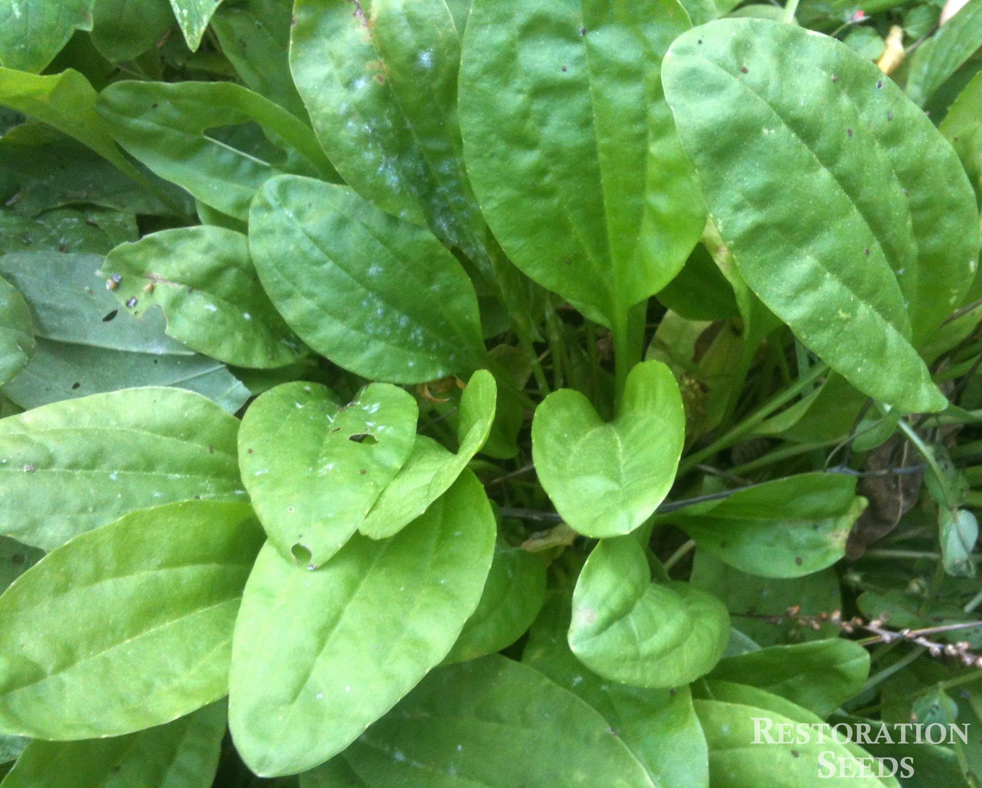 Broadleaf Plantain Plantago Major (broadleaf Plantain)