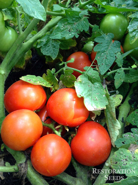 Polish Dwarf tomato image####
