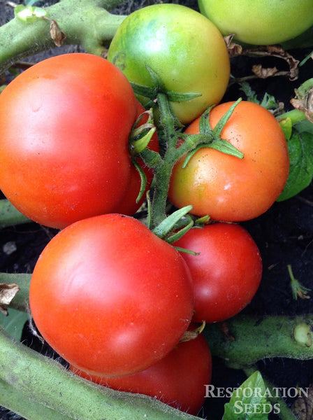 Polish Dwarf tomato image####