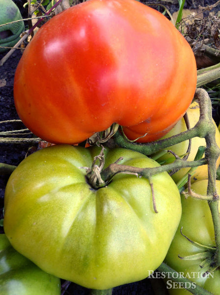 Ponderosa Red tomato image####