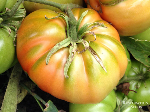 Ponderosa Red tomato image####