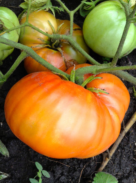 Ponderosa Red tomato image####