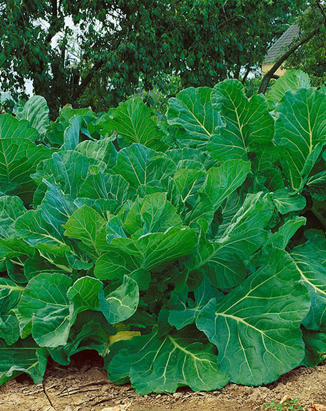 Portuguese kale image####