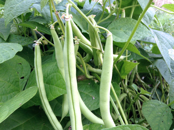 Provider Organic bean image####