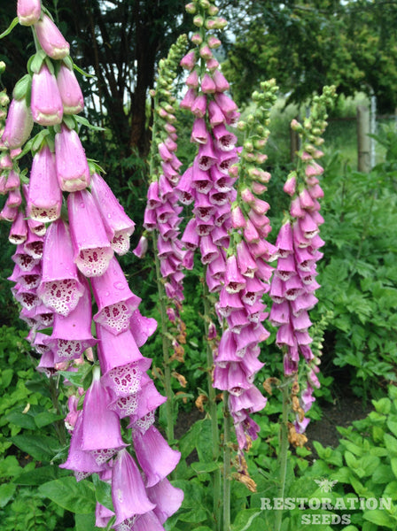 Purple foxglove image####