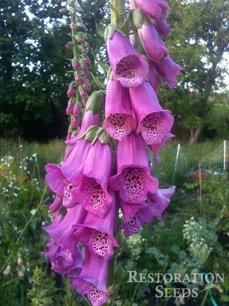 Purple foxglove image####