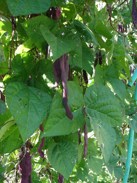 Purple Giant bean image####