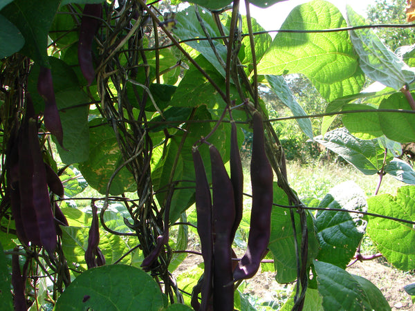 Purple Giant bean image####