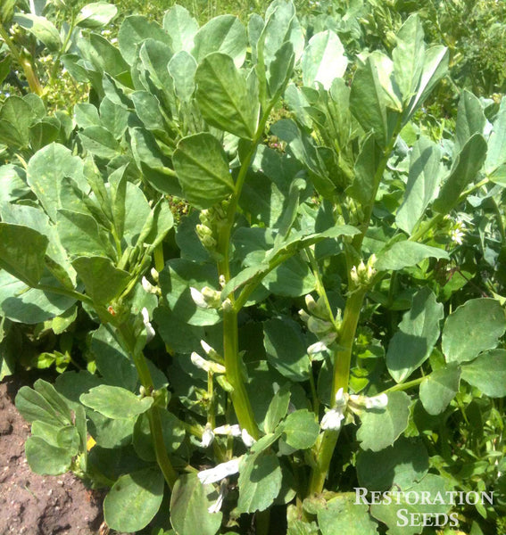 Purple Buff fava bean image####