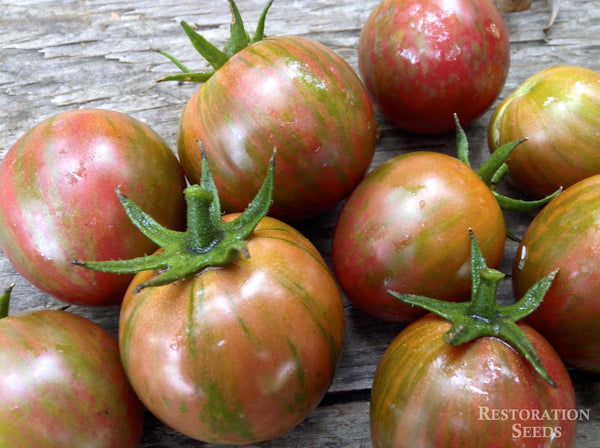 Purple Bumble Bee tomato image####