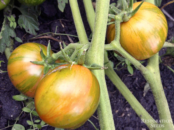 Purple Bumble Bee tomato image####