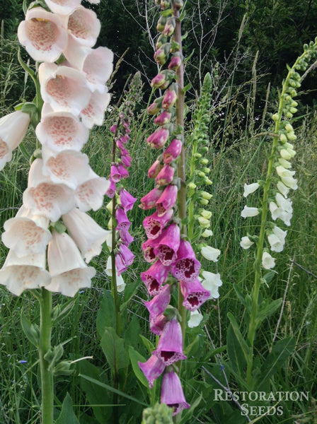 Purple White Mix foxglove image####