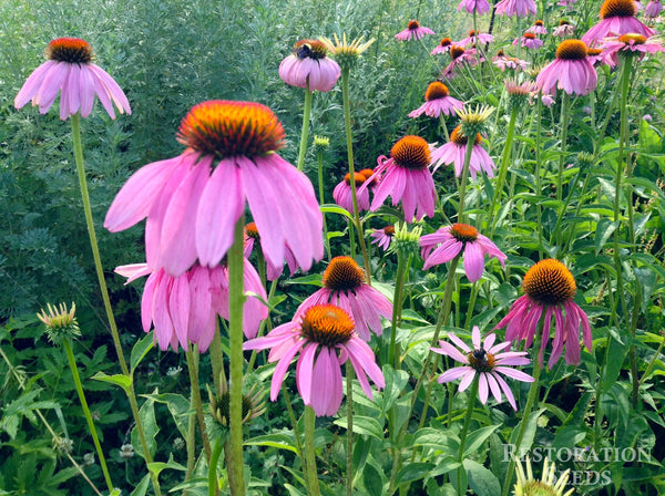 echinacea purpurea image####