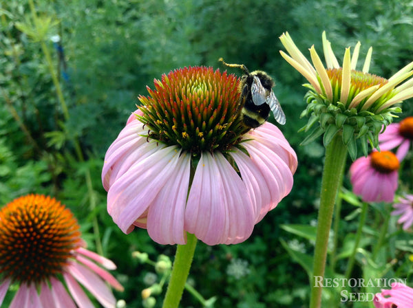 echinacea purpurea image####