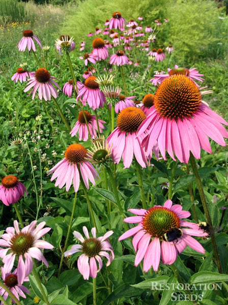 green echinacea seeds echinacea purpurea, Organic