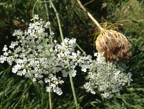 Featured Plant: Queen Anne's Lace